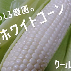 【訳あり】この美味しさにハマる！！朝採りホワイトコーン