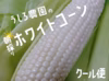 【訳あり】この美味しさにハマる！！朝採りホワイトコーン