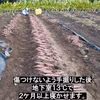 焼芋ラテの素２００ｇと焼芋ジャム２００ｇの詰め合わせ、農薬・化学肥料不使用、