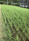 ミロク環境システム米　玄米(農薬・化学肥料等は使用ゼロ)