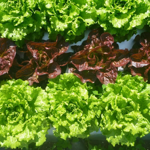 炒めてよし！チャオレタス2個＆赤の力・赤レタス3個＊農薬/化学肥料・不使用