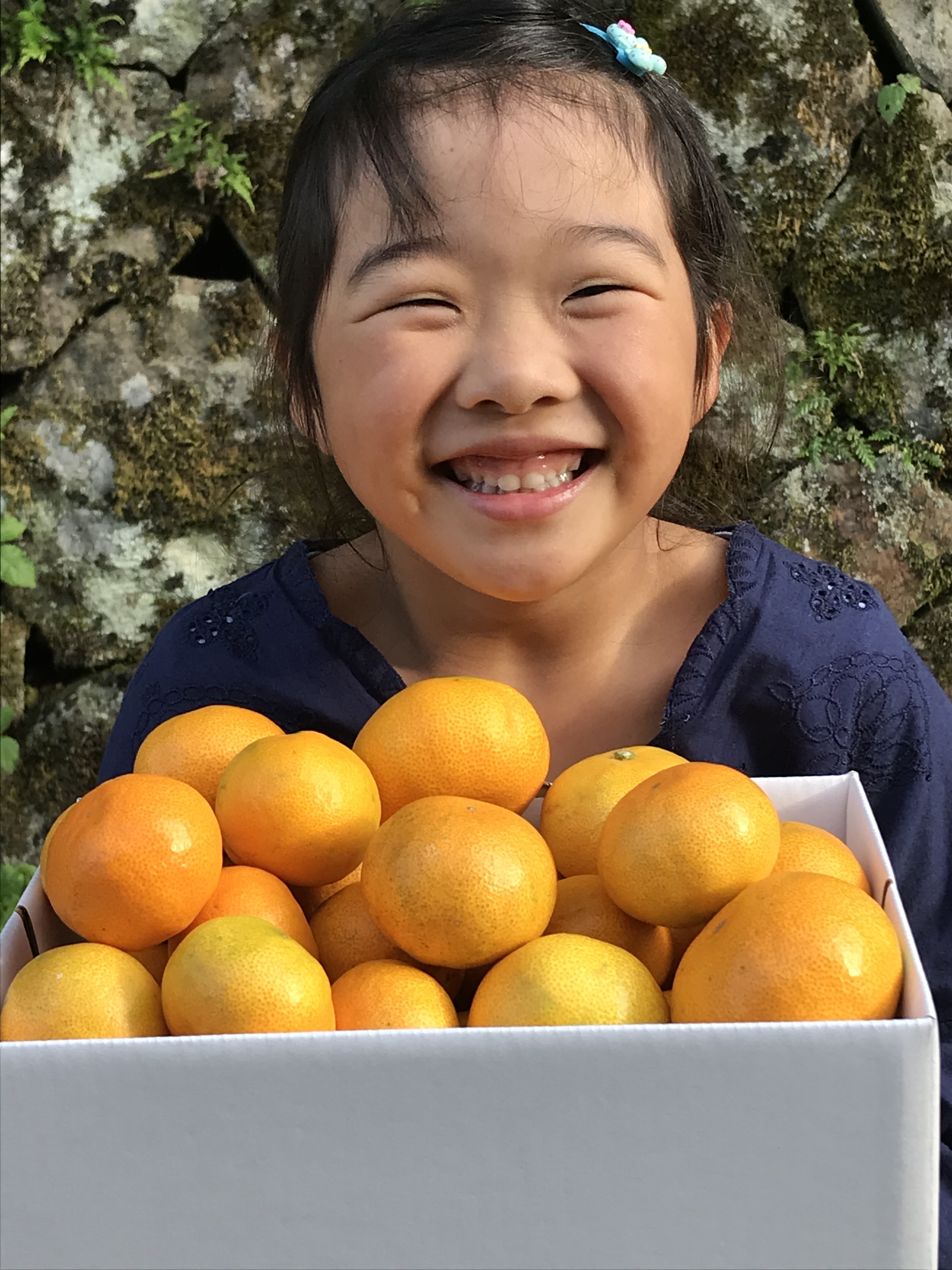 ワックス不使用 早生みかん 3kg お得な大箱も 家庭用 農家漁師から産地直送の通販 ポケットマルシェ