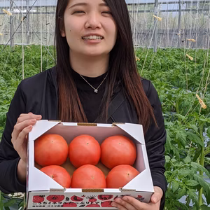 【サイズ希望OK！】とってもジューシー大玉トマト/食べきりやすい1.5㎏箱