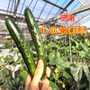 【残38名】2㎏10％OFF《炒めものに‼》化学肥料なしパリッ甘きゅうり「マジキ
