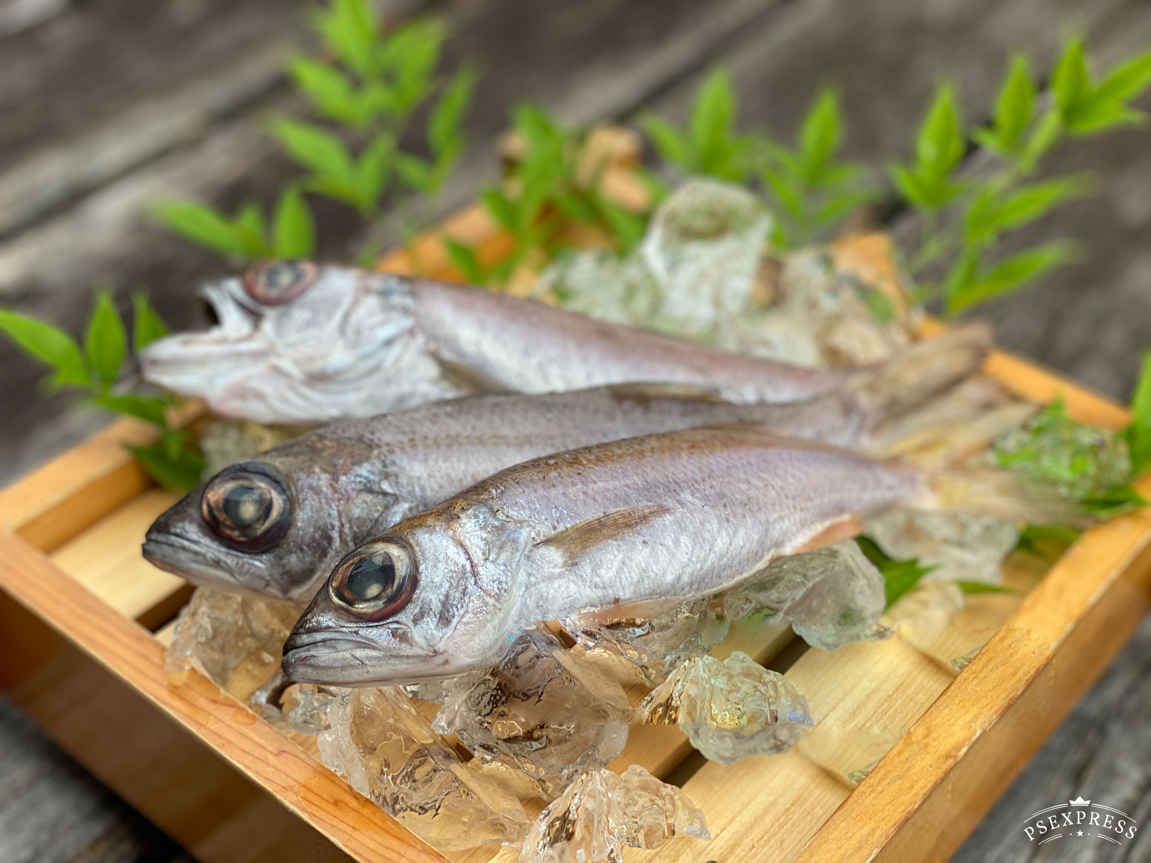 メヒカリ佃煮 わけあり佃煮 500ｇ 甘露煮 メヒカリ - 魚介類(加工食品)