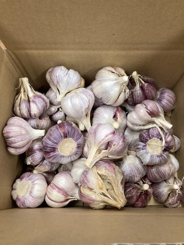お得！わけあり(家庭用)　新ニンニクサイズ色々  和歌山県産　1キロ〜(箱込み)