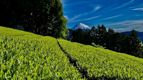 粉末緑茶50g【農薬・化学肥料不使用】