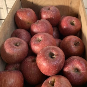 ～青森より直送～※規格外品※完熟サンふじ