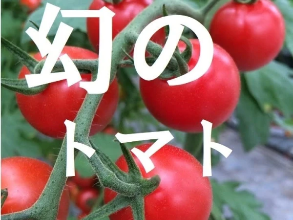 人気【1000g&ドライ×2】 名古屋の《甘》有機栽培ミニトマト【飯田農園】m