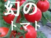 【甘】オーガニック高糖度ミニトマト　miuトマトの飯田農園