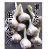 【人気No. 1】リピーター続出✨今しか食べられ青森の生にんにく1キロ