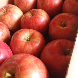 【びっしりシリーズ】サン つがる