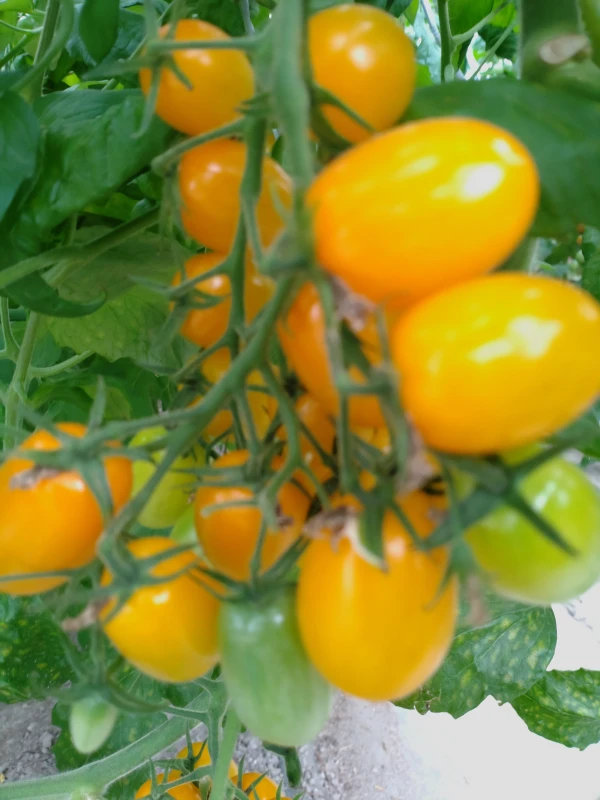 農楽園【おまかせ】トマトセット ３～８種類のトマト｜野菜の商品詳細