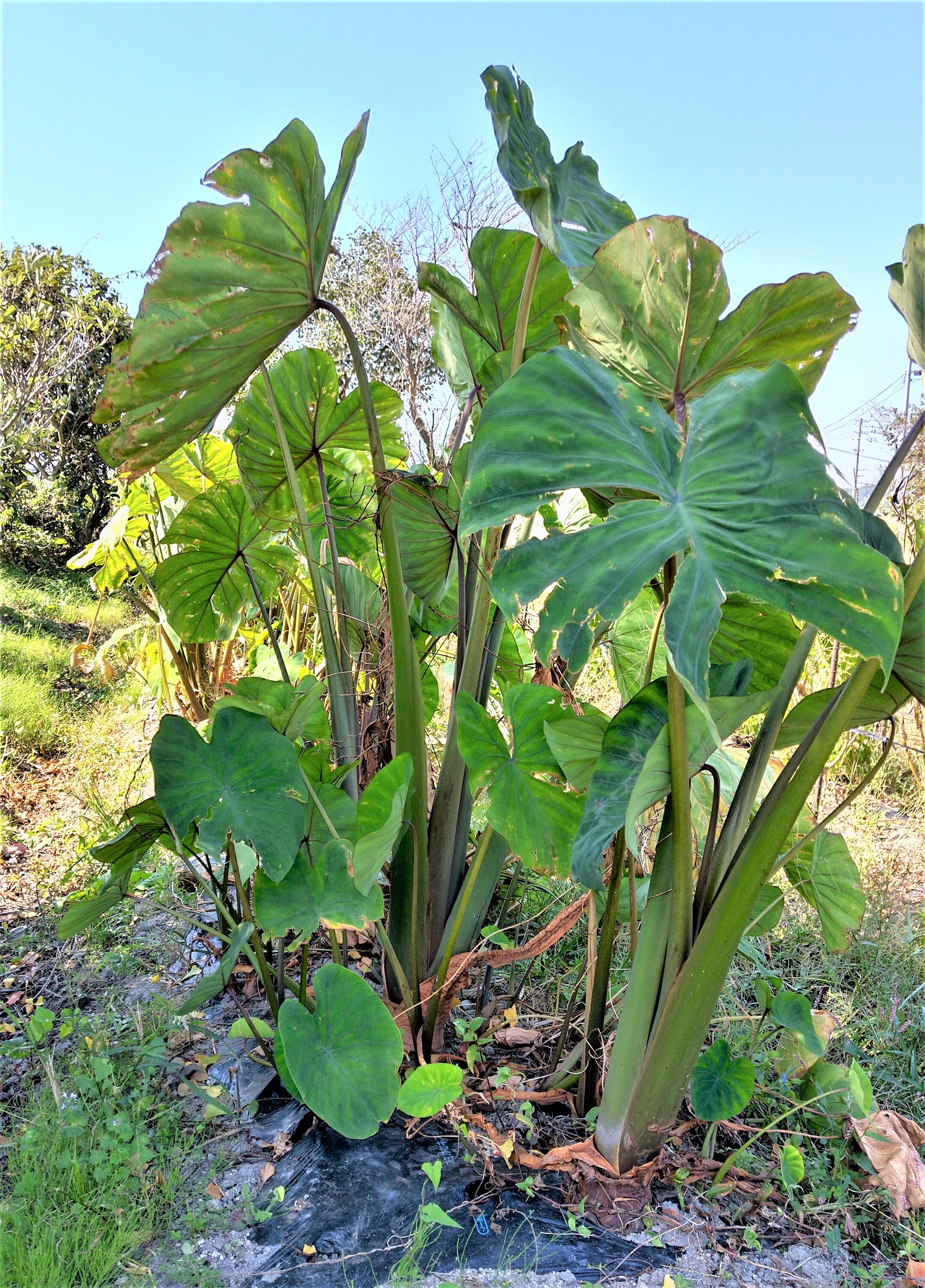 ホクホク美味しい里芋赤目 セベレス 農家漁師から産地直送の通販 ポケットマルシェ