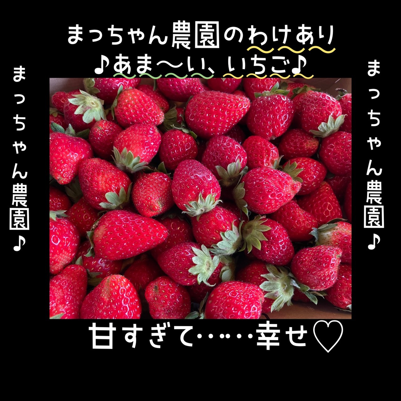 不揃い訳ありいちご 栽培期間中•農薬不使用 まりひめ ｜果物の商品詳細