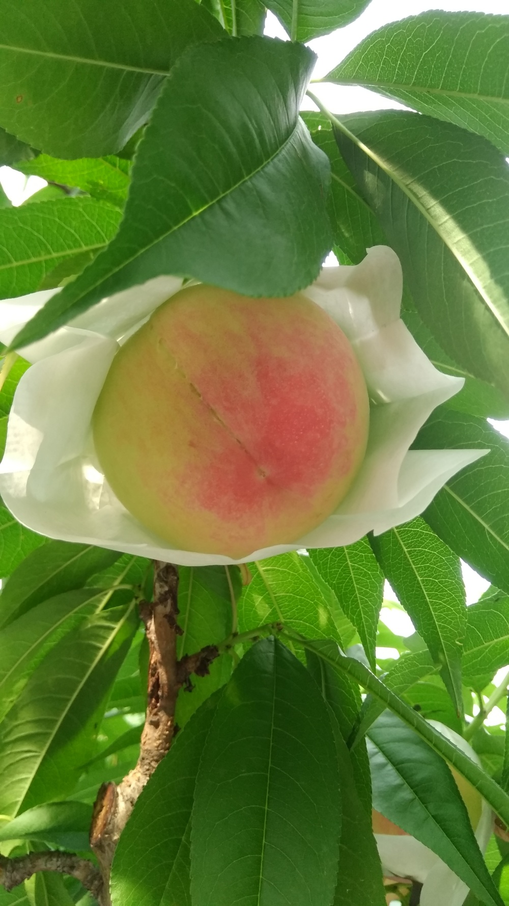あらかわの桃 (早生の白鳳) 小玉・家庭用☆ 1箱(1kg)6個