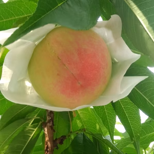 あらかわの桃 (早生の白鳳) ☆小玉・家庭用☆