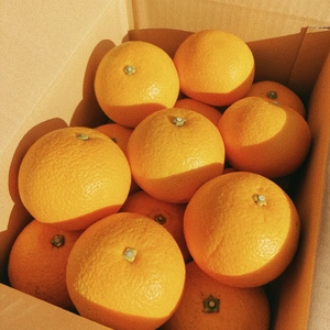 【今が旬の柑橘】こだわりのはっさく【農薬使用量30％未満】約4kg
