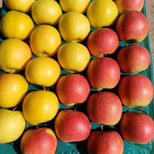 『幸せ×爽やか』の詰め合わせ 『トキ×ジョナ』Sサイズ 【訳あり】