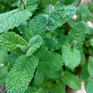 朝摘み 無農薬　アップルミント 10g フレッシュ ハーブ