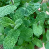 朝摘み 無農薬　アップルミント 10g フレッシュ ハーブ