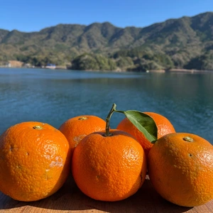 橙 栽培期間中農薬・化学肥料を使用していない　人と環境に優しい橙