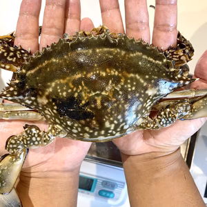 今が旬！ワタリガニ！