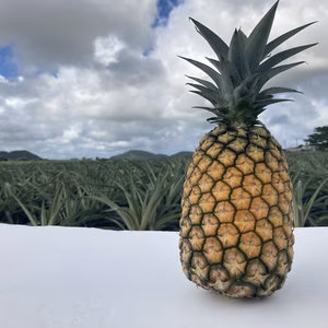 《希少》高糖度！石垣島産サンドルチェ