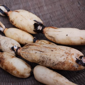 【自然栽培】お待たせしました！棚田れんこん 2kg   驚きの甘さ！