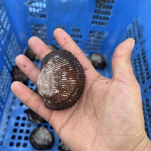 瀬戸内海産　天然赤貝　