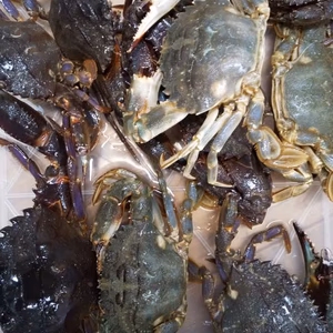 関門海峡産★モガニ（イシガニ）1.5kg前後