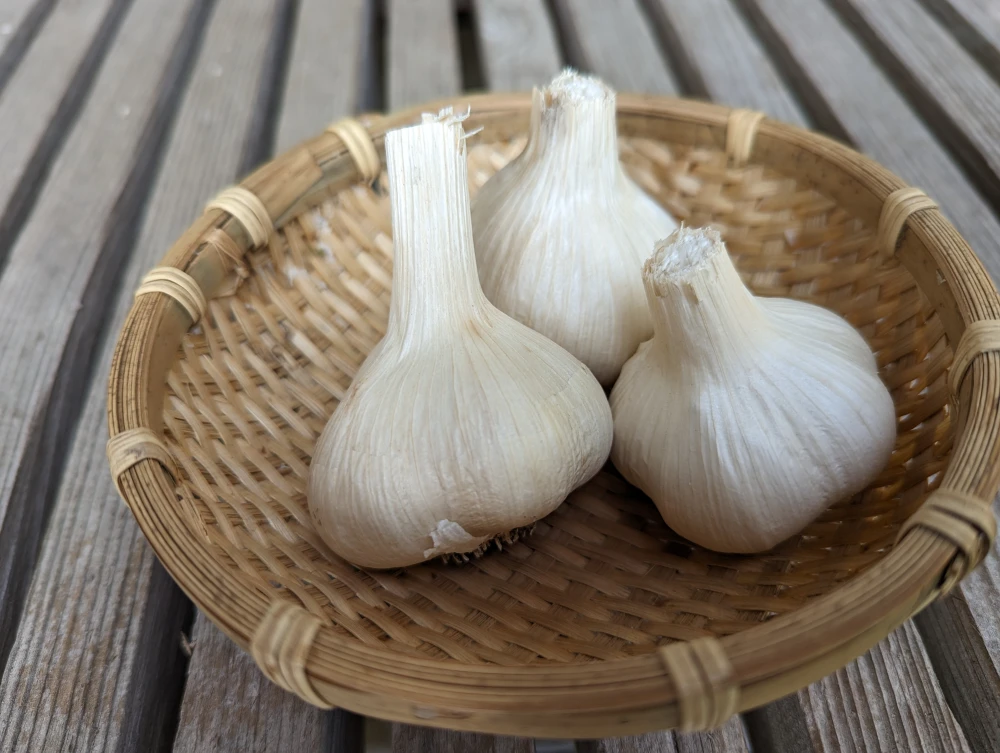 ホクホク！風味豊かな自然乾燥ニンニク（農薬・化学肥料不使用）