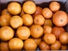 生搾りジュース用柑橘セット（約5kg）