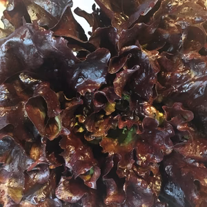 真紅レタス【ワインドレス】6個 アントシアニン豊富