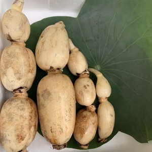 無農薬・無施肥の自然栽培のれんこん