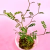 苔玉　ソフォラ
