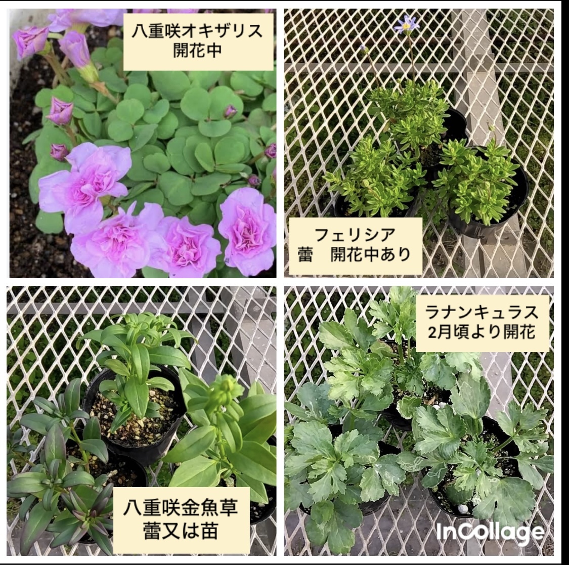 早春から開花の宿根＆球根耐寒性植物セット☆大鉢と9センチ10苗セット