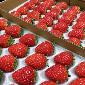 完熟よつぼし☆ 小粒２トレイ（60粒入り）