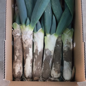 お買得！《2Lサイズ 17本前後》お蚕さまも手伝う「泥付き下仁田ねぎ」3.2kg