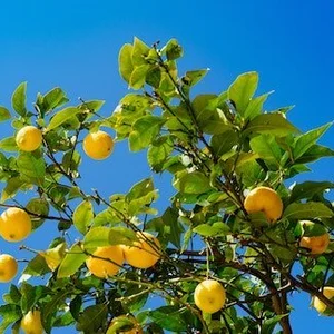 島の果実、越田農園の有機栽培　完熟レモン