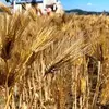 農薬・肥料不使用の裸麦（玄麦）1kg