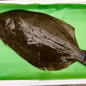 【送料無料】本日発送！宮崎県産のヒラメ（1.8kg）　