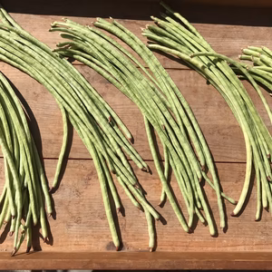 岐阜の伝統野菜 十六ささげ【栽培時農薬、化学肥料不使用】