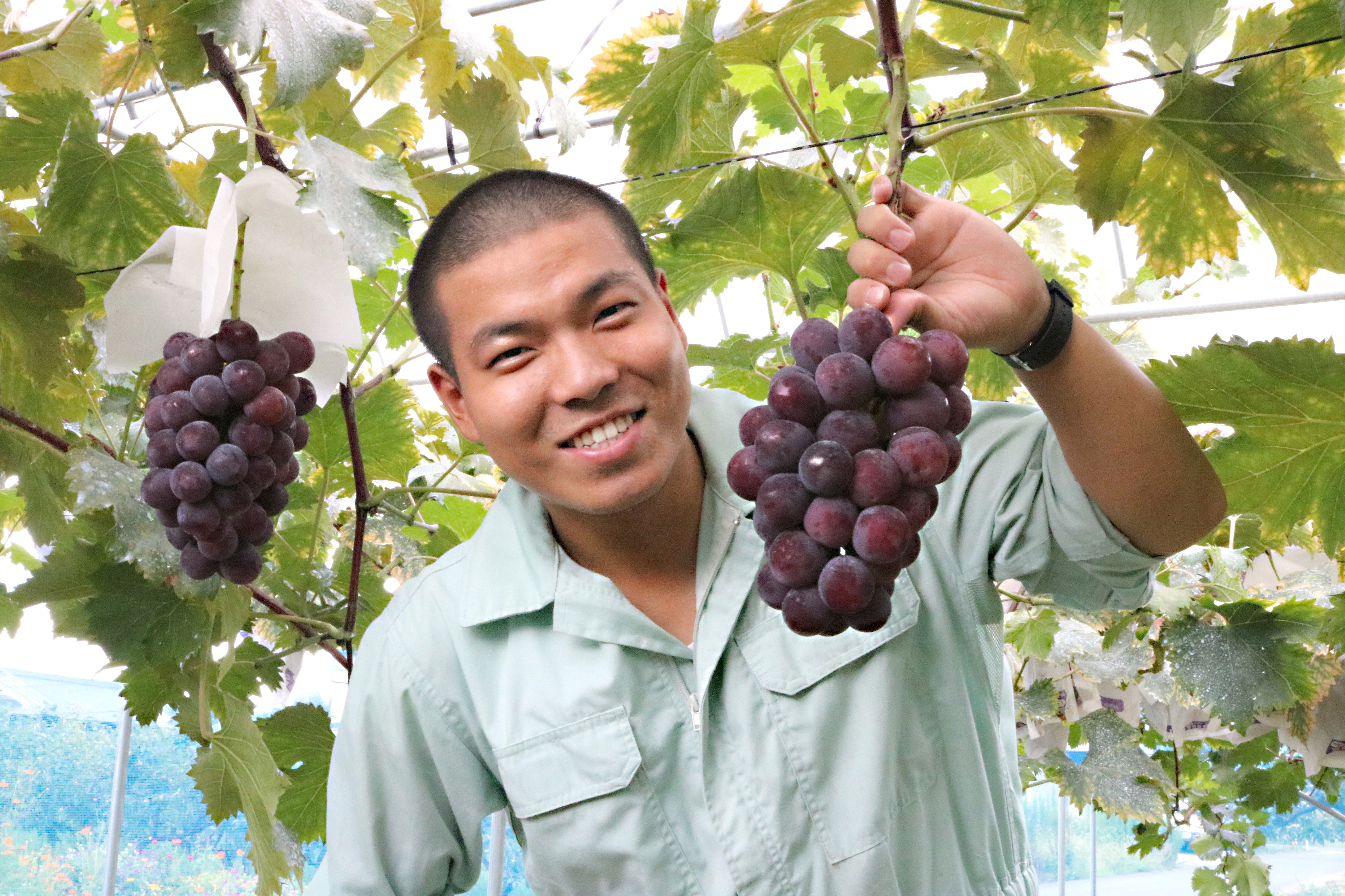 果物の産直通販・お取り寄せ商品｜ポケットマルシェ｜産地直送で旬の