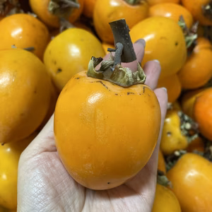 ～干し柿用【渋柿】冬の手仕事に～5kg（サイズ小ぶり）