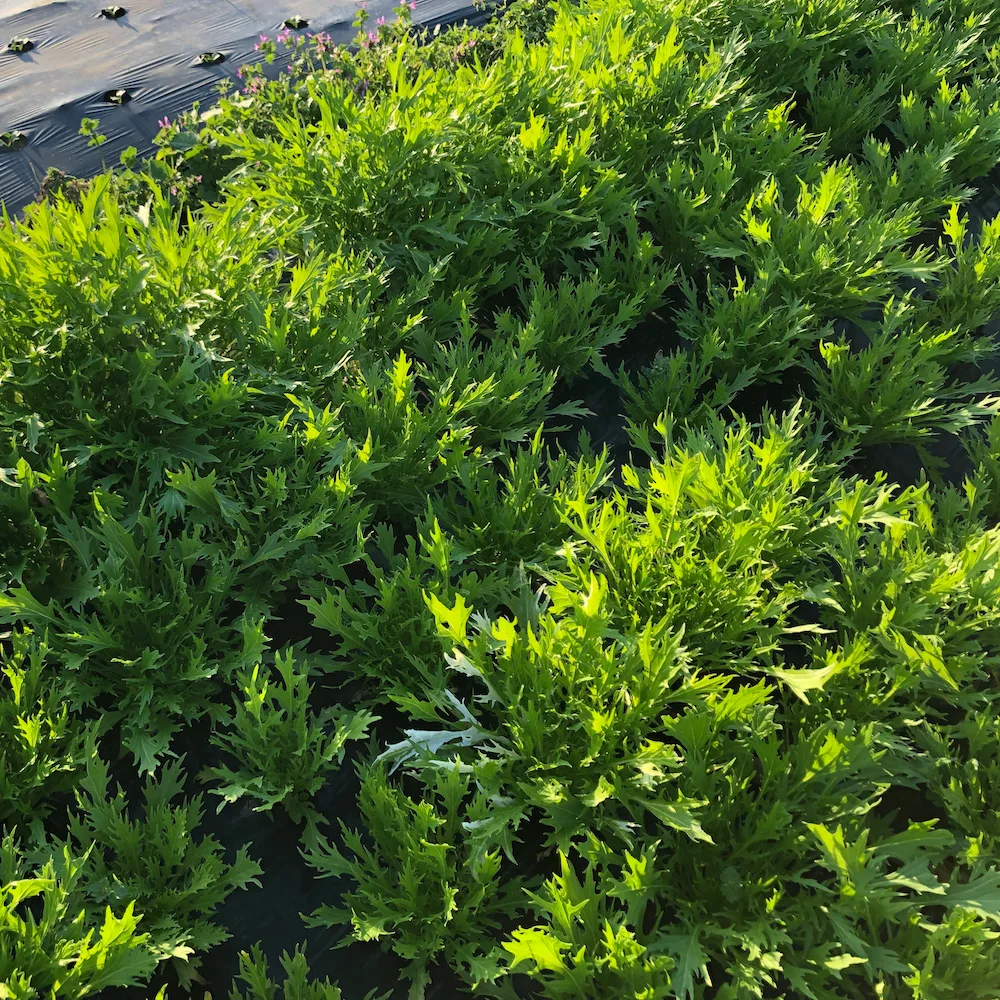 無農薬野菜+無農薬米 お得セット【月1回】