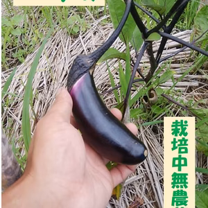 のらびのかわいいやわらか茄子