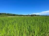 【新米】《玄米》残留農薬不検出 石垣島産 ちゅらひかり 令和5年産