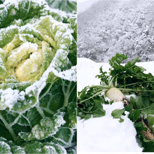 【雪中野菜セット】あまい、雪中大根・雪中白菜。