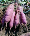 インスタ映えするさつまいも！農薬＆肥料不使用（無農薬・無肥料）のむらさき芋